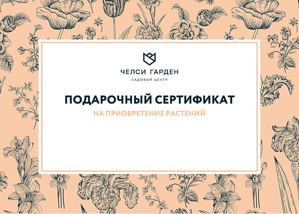 Подарочный сертификат