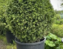 Туя западная `Брабант` `Brabant` ШАР