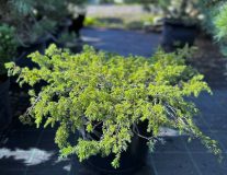 Можжевельник обыкновенный `Грин Карпет``Green Carpet`