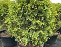 Туя западная 'Golden Globe' ШАР контейнер