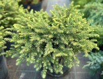 Ель обыкновенная 'Nidiformis' контейнер