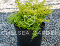 барбарис тунберга голден