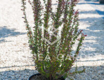 Барбарис Тунберга Atropurpurea