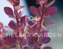 барбарис ред пиллар