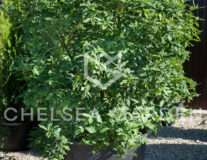 Бересклет европейский шар