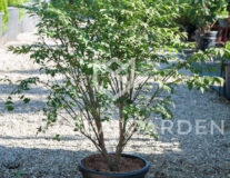 Бересклет крылатый Compactus