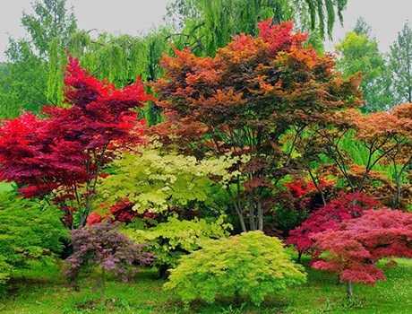 посадка деревьев на участке осенью