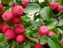 Декоративные плодовые деревья