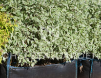 дерен белый elegantissima