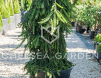 ель обыкновенная inversa