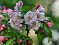 Яблоня декоративная Everest