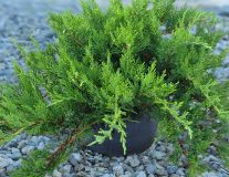 Можжевельник казацкий `Тамарисцифолия``Tamariscifolia`