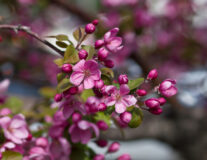 яблоня декоративная