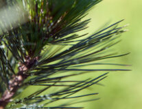 Хвойные деревья