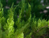 Хвойные кустарники