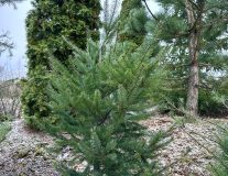 Псевдотсуга Мензиса