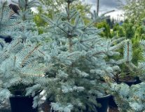 Ель колючая `Блу Даймонд``Blue Diamond`