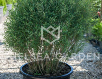 ива пурпурная