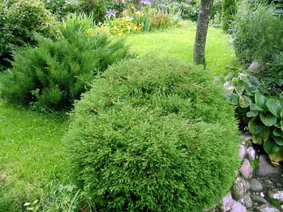 как выбрать можжевельник