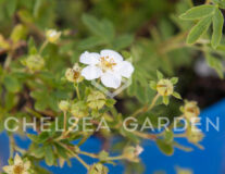 лапчатка белая