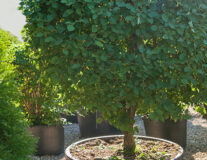 Лиственные деревья