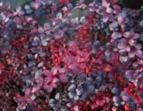 Лиственные кустарники