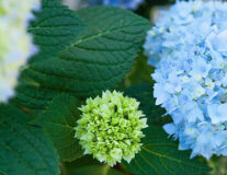 Многолетние растения