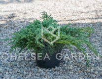 Можжевельник чешуйчатый Blue Carpet