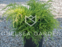 Можжевельник Old Gold