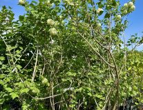 Калина обыкновенная `Розеум``Roseum`