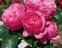 Роза `Leonardo Da Vinci`