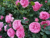 Роза `Леонардо да Винчи``Leonardo Da Vinci`