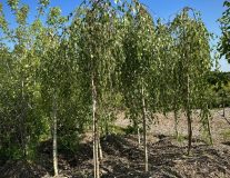 Береза повислая `Юнги`