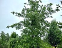 Сосна Веймутова