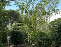 Бересклет европейский