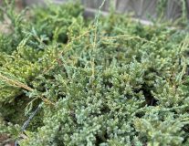 Можжевельник чешуйчатый `Блю Карпет``Blue Carpet`