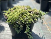 Можжевельник горизонтальный `Панкейк``Pancake`