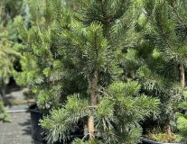 Сосна горная `Гном``Gnom`