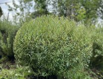 Ива пурпурная