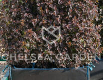 Пузыреплодник калинолистный Andre