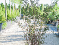 пузыреплодник калинолистный red baron