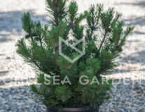 Сосна горная Mops