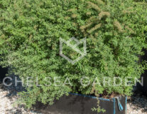 Спирея серая Grefsheim