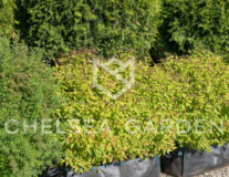 спирея goldflame