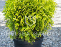 туя западная golden globe 20-40 sm