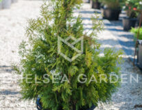 туя западная yellow ribbon