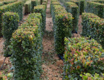 Живые изгороди