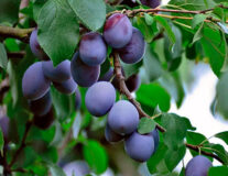 Плодовые деревья