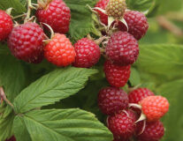 Ягодные кустарники