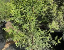 Туя западная `Брабант` `Brabant`